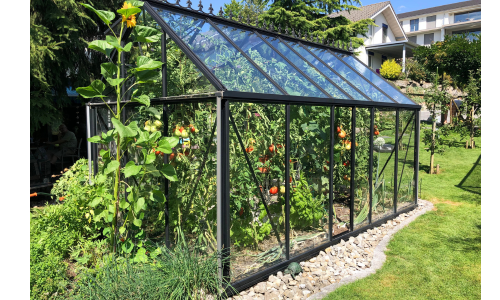 Home-Grown Goodness: Tips for Thriving Vegetable Gardens in Your Greenhouse Oasis