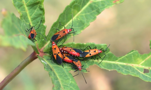 garden pests in greenhouse